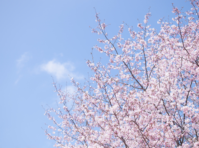 桜、春、転職